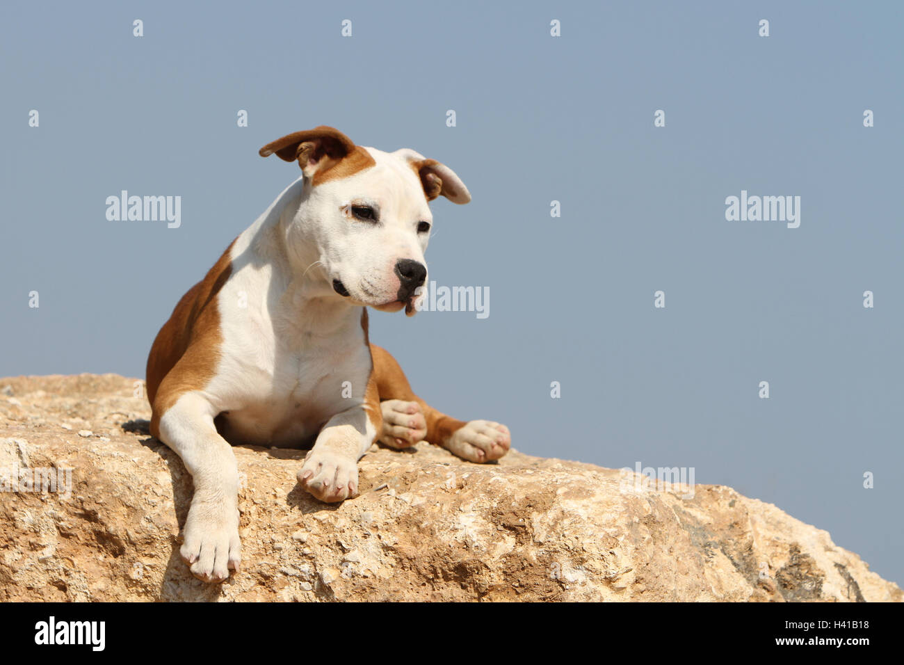 Chien American Staffordshire Terrier Amstaff / / adulte allongé sur un rocher ciel bleu Banque D'Images