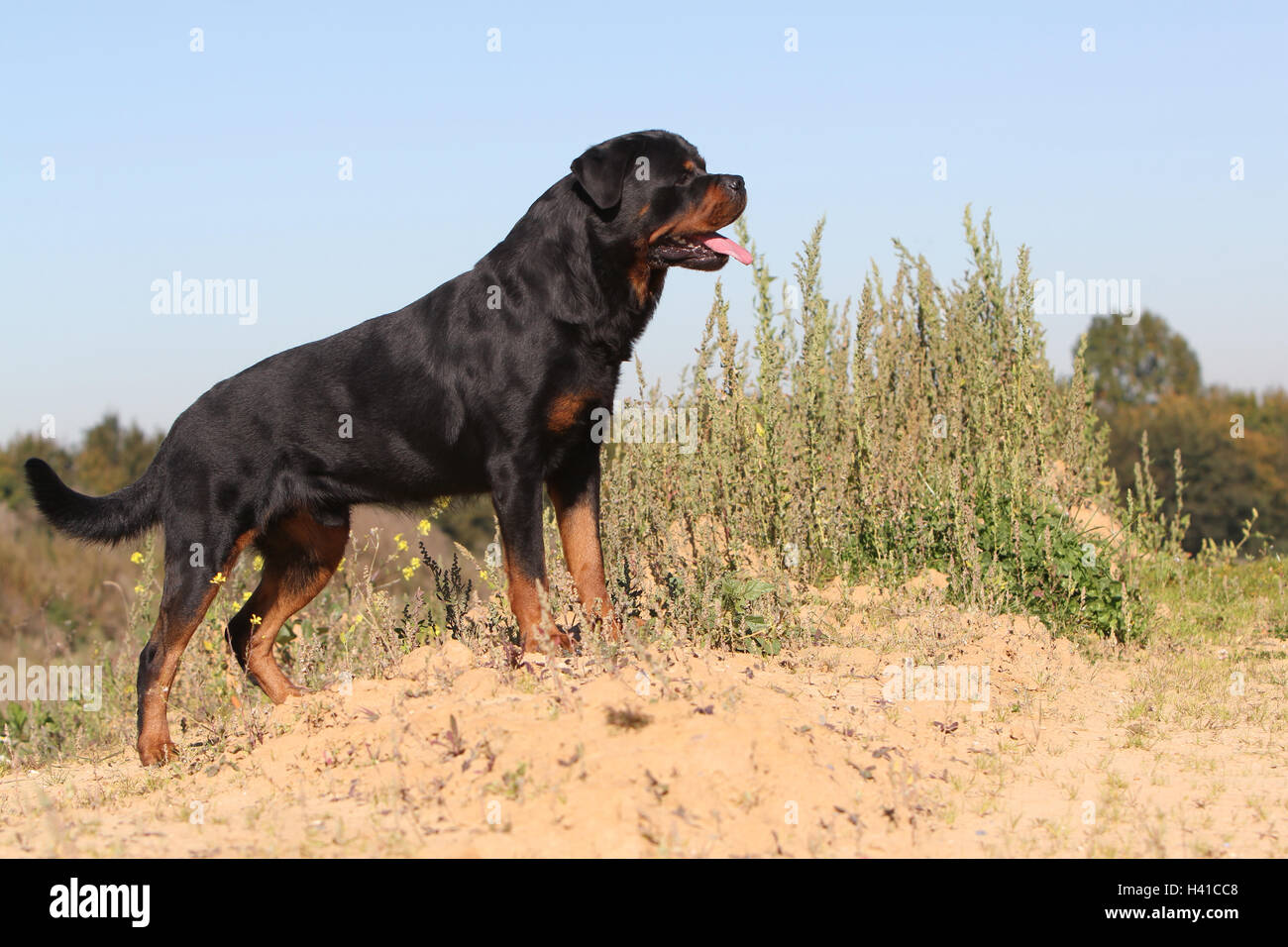 Rottweiler chien debout adultes ; les dunes de sable de dune ; ; plantes ; plant, debout dans les dunes Banque D'Images