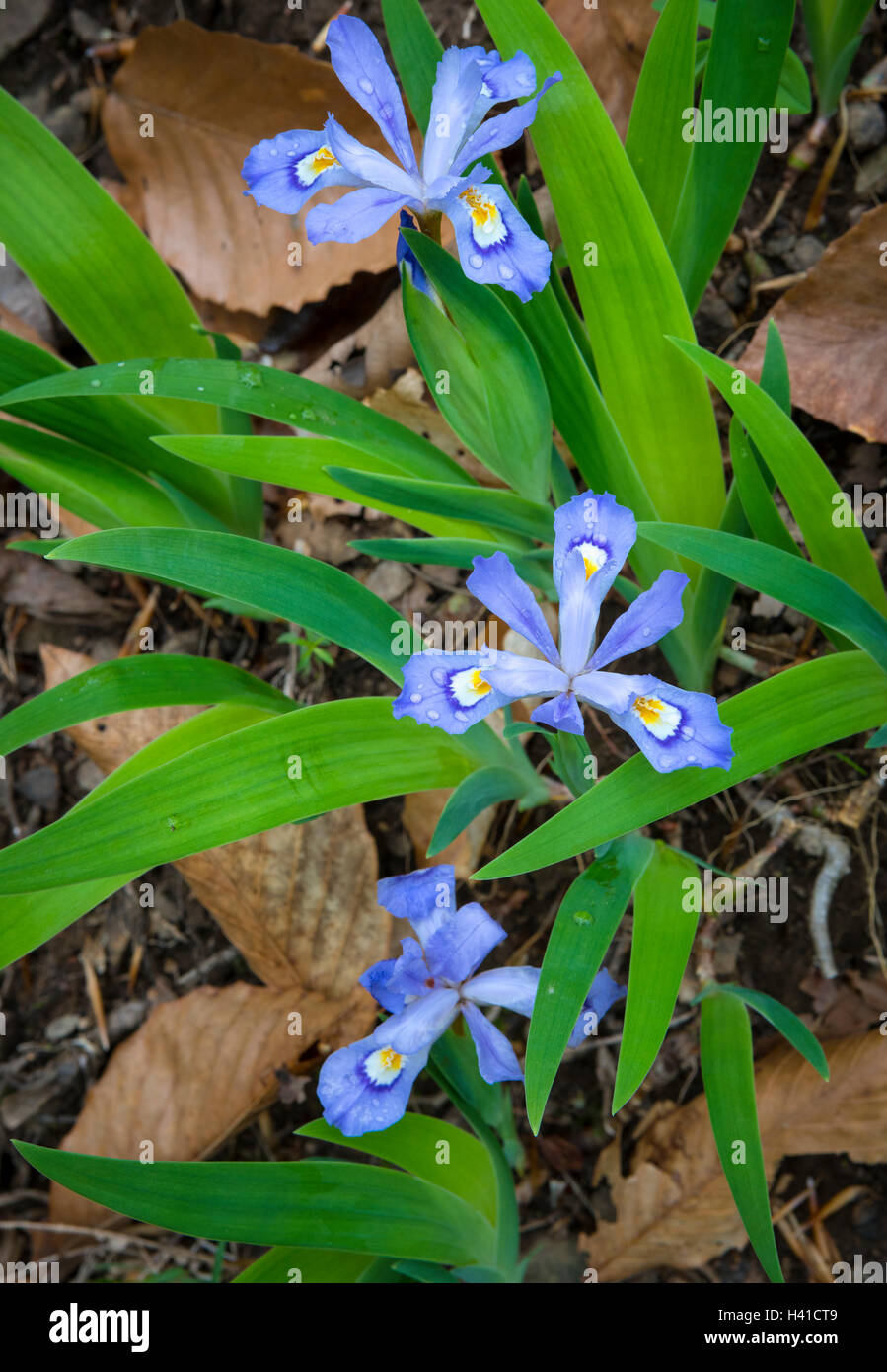 Buffalo River, l'Arkansas : Dwarf crested iris (Iris cristata) dans la vallée perdue Banque D'Images