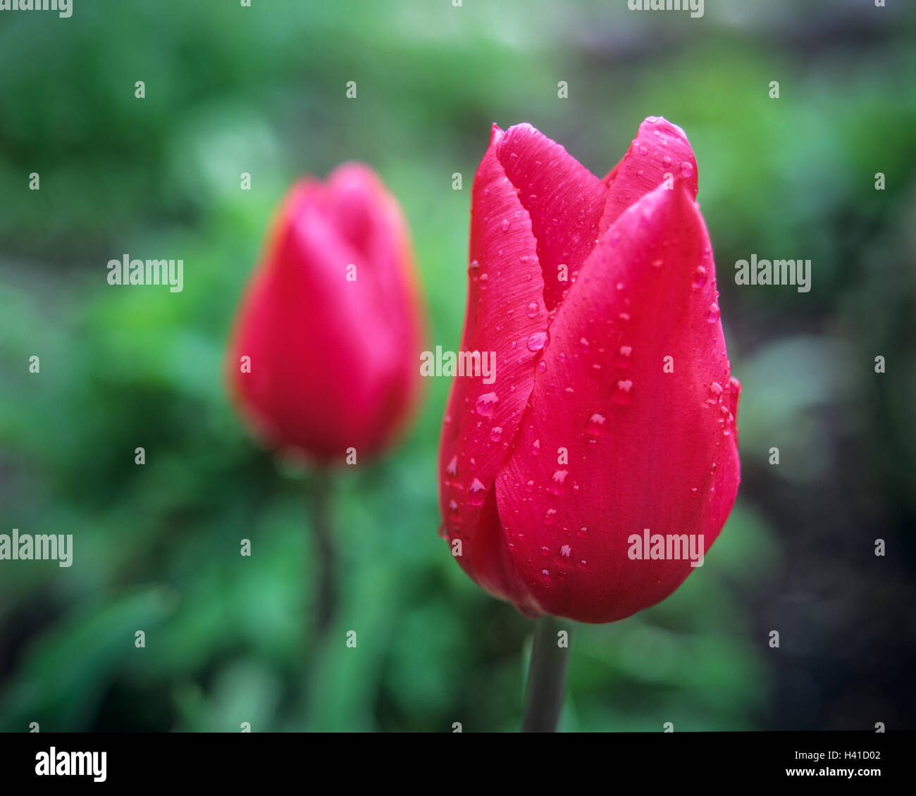 Vashon, WA Red Tulip avec gouttes de pluie Banque D'Images Vashon, WA Red Tulip avec gouttes de pluie Banque D'Images