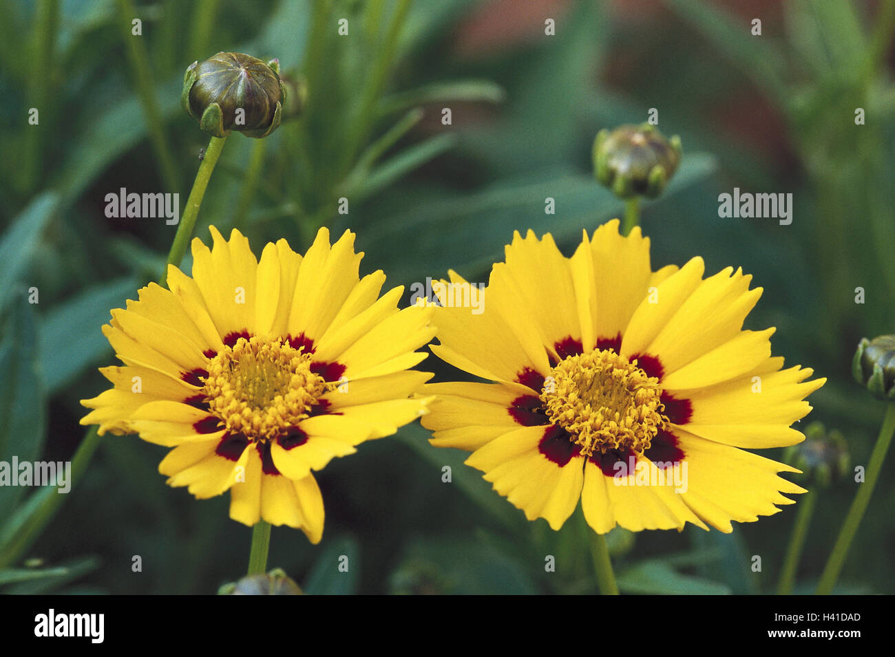 Girl's eye, le Coreopsis lanceolata, fleurs, jaune, nature, botanique, plante, plante, fleur, fleur de jardin, jardin des plantes ornementales, composites, regard gentil, bourgeons, fleurs, fleurs, pétales, bichrome Banque D'Images