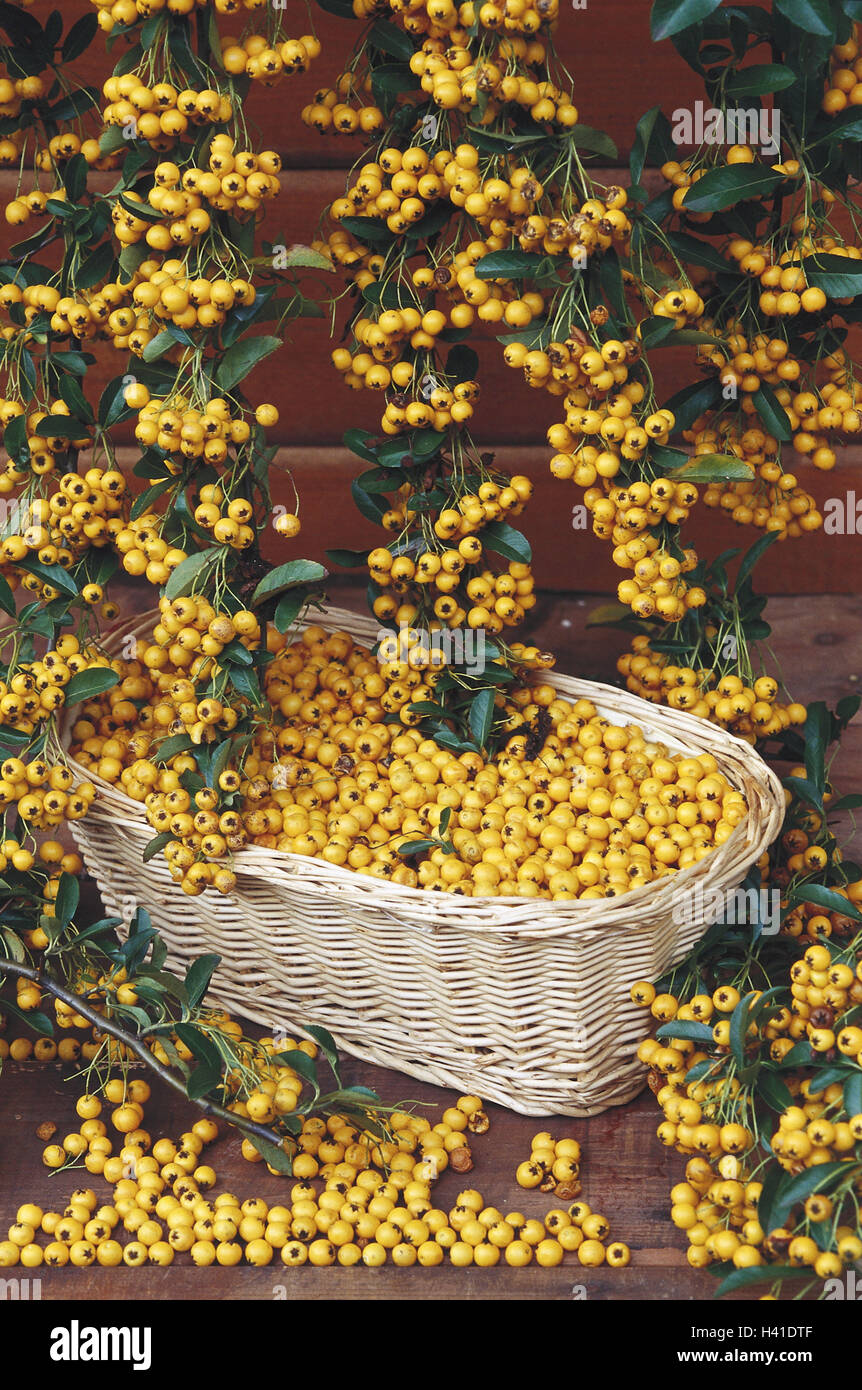 Fire spike, Pyracantha crenulata, panier, fruits, jaune, plante, arbuste, branches, rose est une plante, de la pierre les pommes, les baies, mangeable, RIPE, Crataegus, panier en osier, harvest, récoltés Banque D'Images