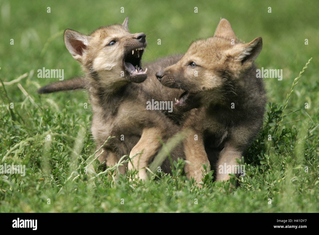 Boitiers Pre Le Loup Gris Canis Lupus Chiots Jouer Les Animaux Les Animaux Sauvages Mammiferes Les Predateurs En Levrette Canidae Loup Gris Le Loup Les Jeunes Animaux Les Garcons Les Bebes Animaux