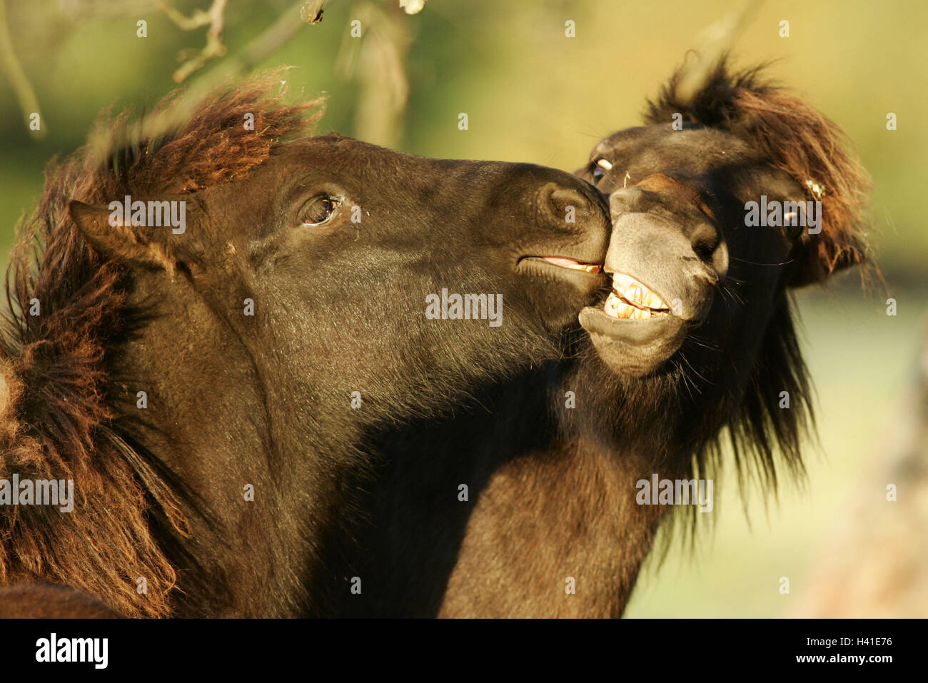 Islande chevaux, jouer, détail, les chefs, les animaux, les mammifères, uncloven-ongulés, les chevaux, l'équitation, course de cheval, chevaux pur-sang, des chevaux Islandais, Islande, fourrure brun-foncé, couleur de la tête de cheval, perd, le comportement social, ceinture, pâturage, pâturage wal Banque D'Images