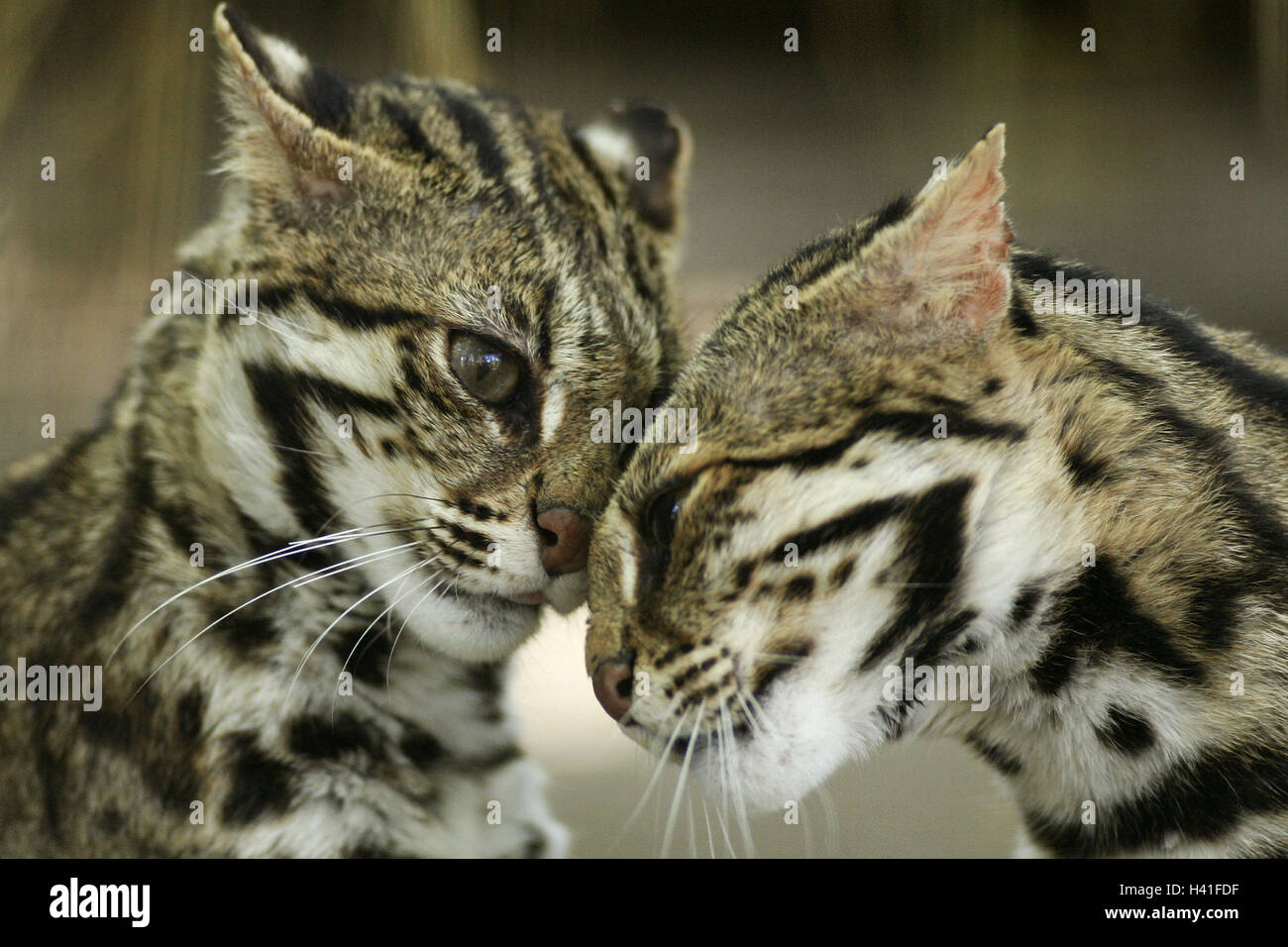 Zoo, Bengalkatzen, Prionailurus Bengali's sis, deux, détail, les animaux, les mammifères, les prédateurs, les chats, les félidés, felis bengalensis, le comportement social, le beschnuppern, suture, contact, boîtier, à l'extérieur, près de, par paires, Banque D'Images