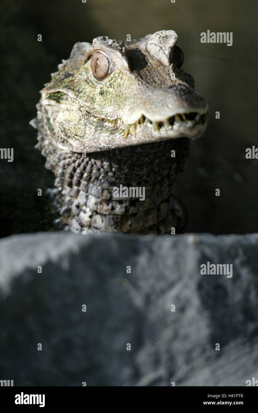 Zoo, sourcil, Paleosuchus palpebrosus, caïmans, portrait, animaux — free download