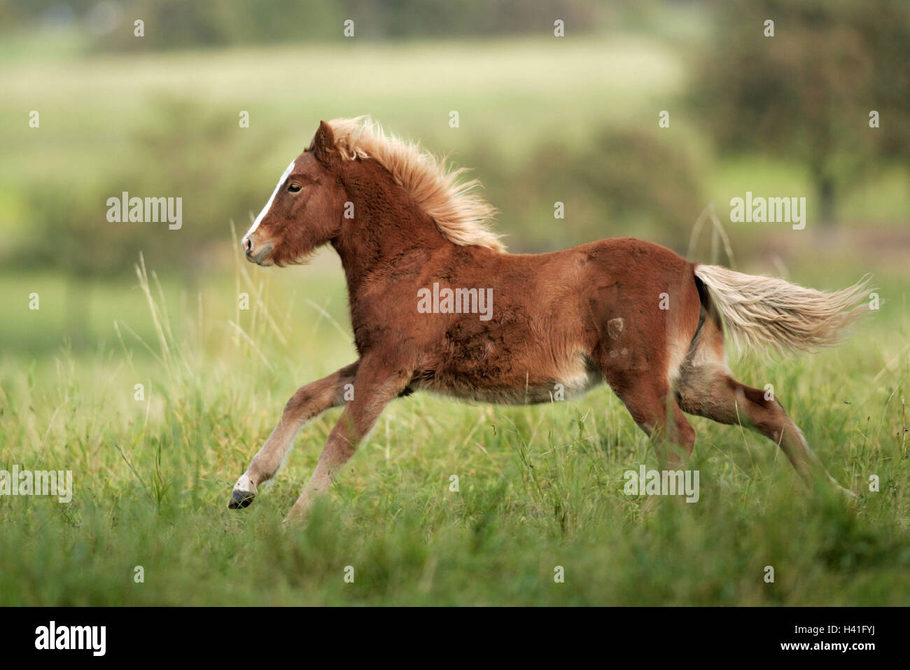 L'Islande Cheval, poulain, prairie, courir, galoper vue latérale, animaux, animaux de compagnie, mammifère, uncloven-animal à sabots, chevaux, cheval, l'équitation, l'équitation, course de cheval, chevaux pur-sang pur-sang, cheval, chevaux, l'Islande l'Islande, l'Islandais, fourrure Banque D'Images
