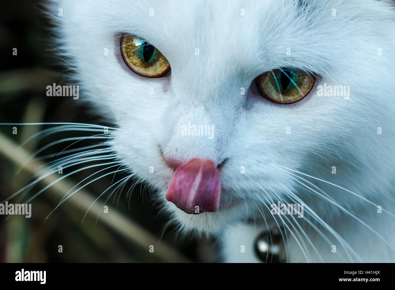 Chat Blanc De Lecher Son Nez Et Bouche Photo Stock Alamy