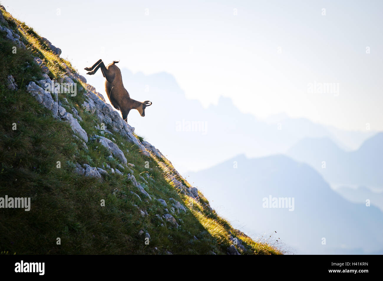 Chèvre de chamois sur montagne, Alpes, Salzbourg, Autriche Banque D'Images