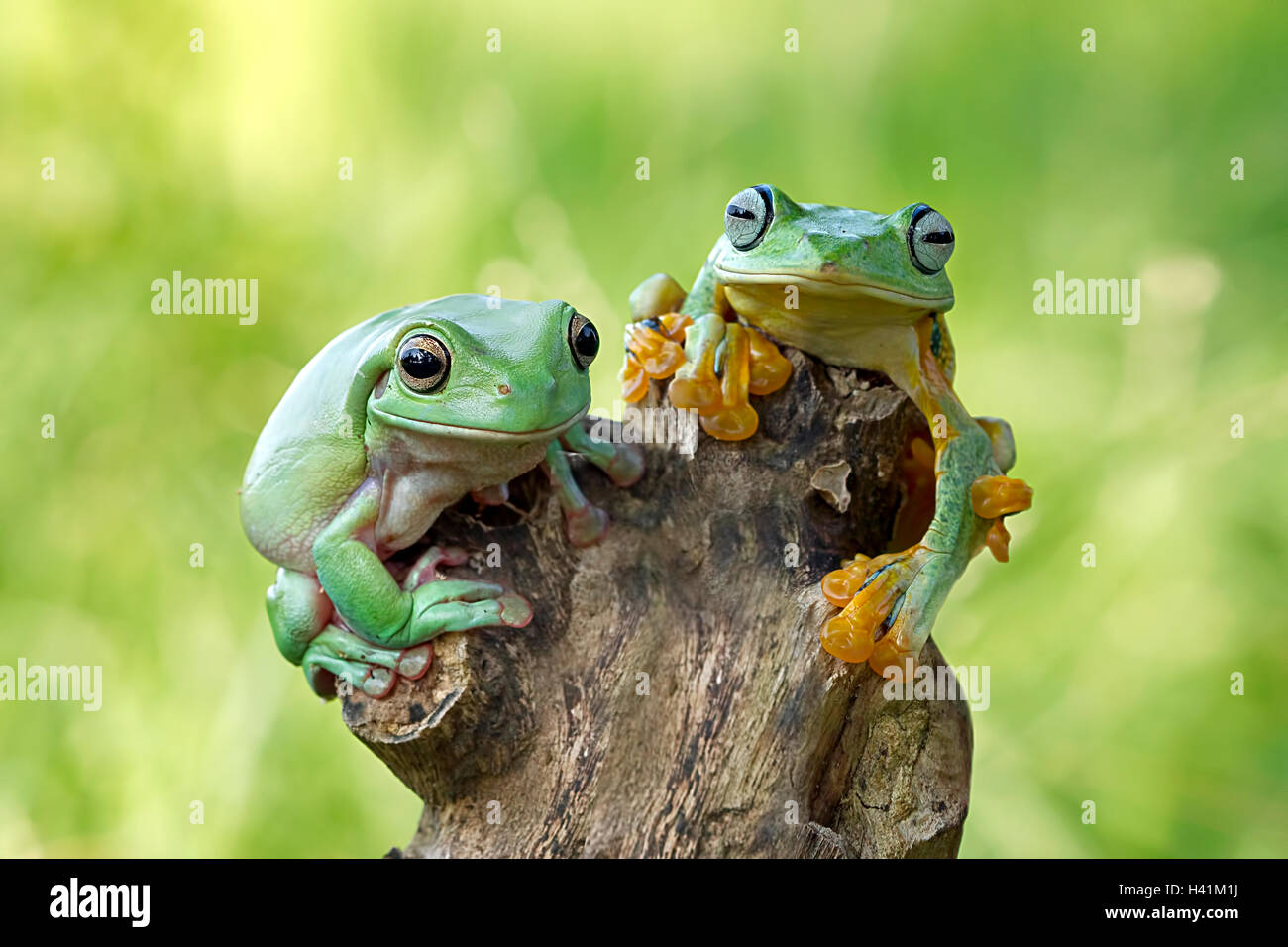 Deux rainettes dumpy sitting on tree stump, Indonésie Banque D'Images