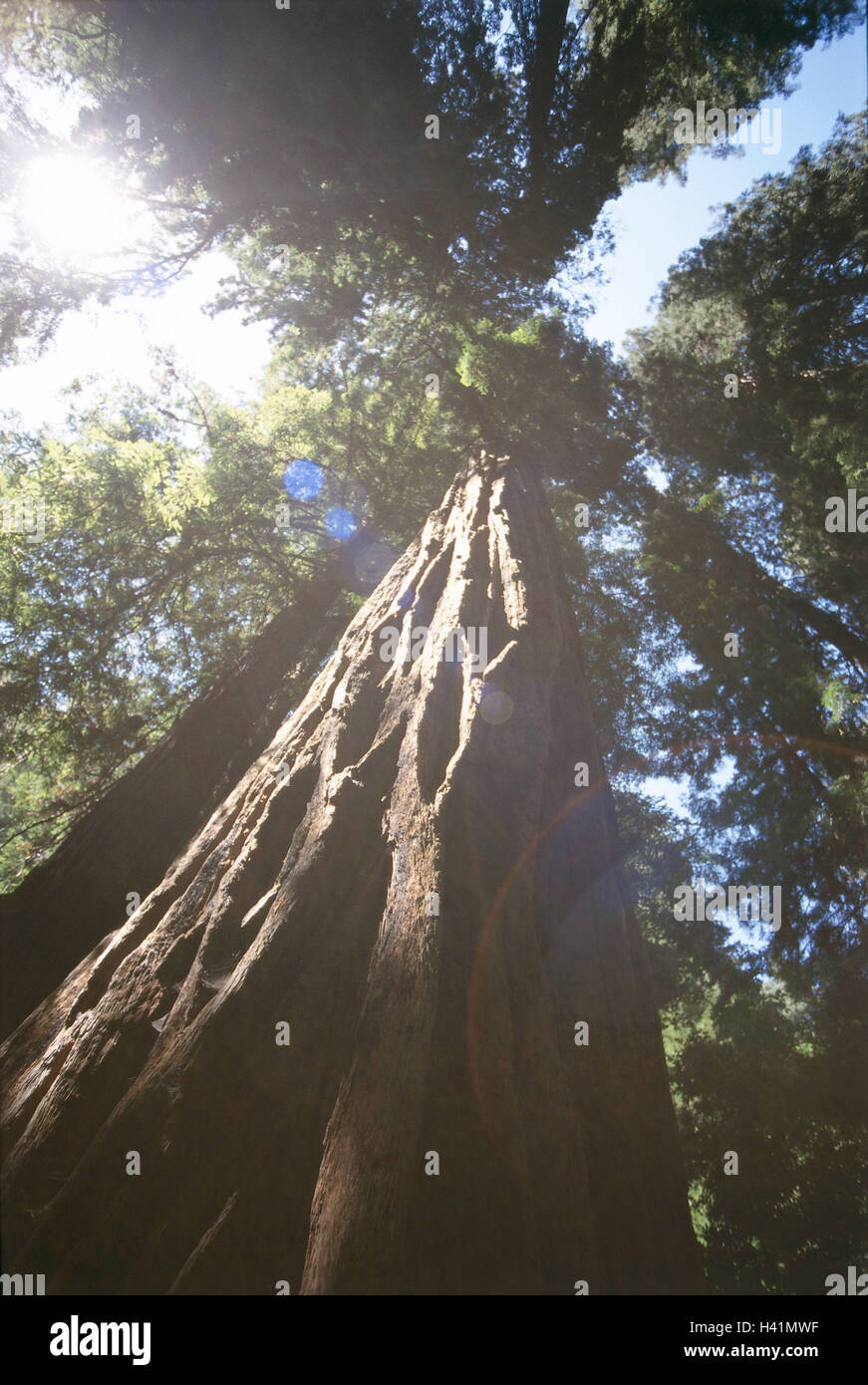 Les USA, Californie, Muir Woods National Monument, séquoias, à partir de la ci-dessous, l'Amérique, l'Amérique du Nord, côte ouest, parc national, Küstensequoias, Sequoia sempervirens, arbres, Sequoiadendron, marsh plantes cyprès, séquoias, trunks, monument naturel, UNE Banque D'Images