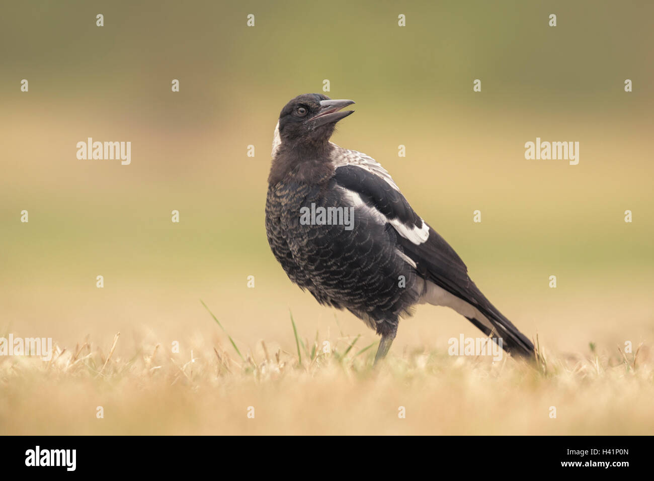 Portrait d'un Cassican Flûteur (Cracticus tibicen), Melbourne, Victoria, Australie Banque D'Images