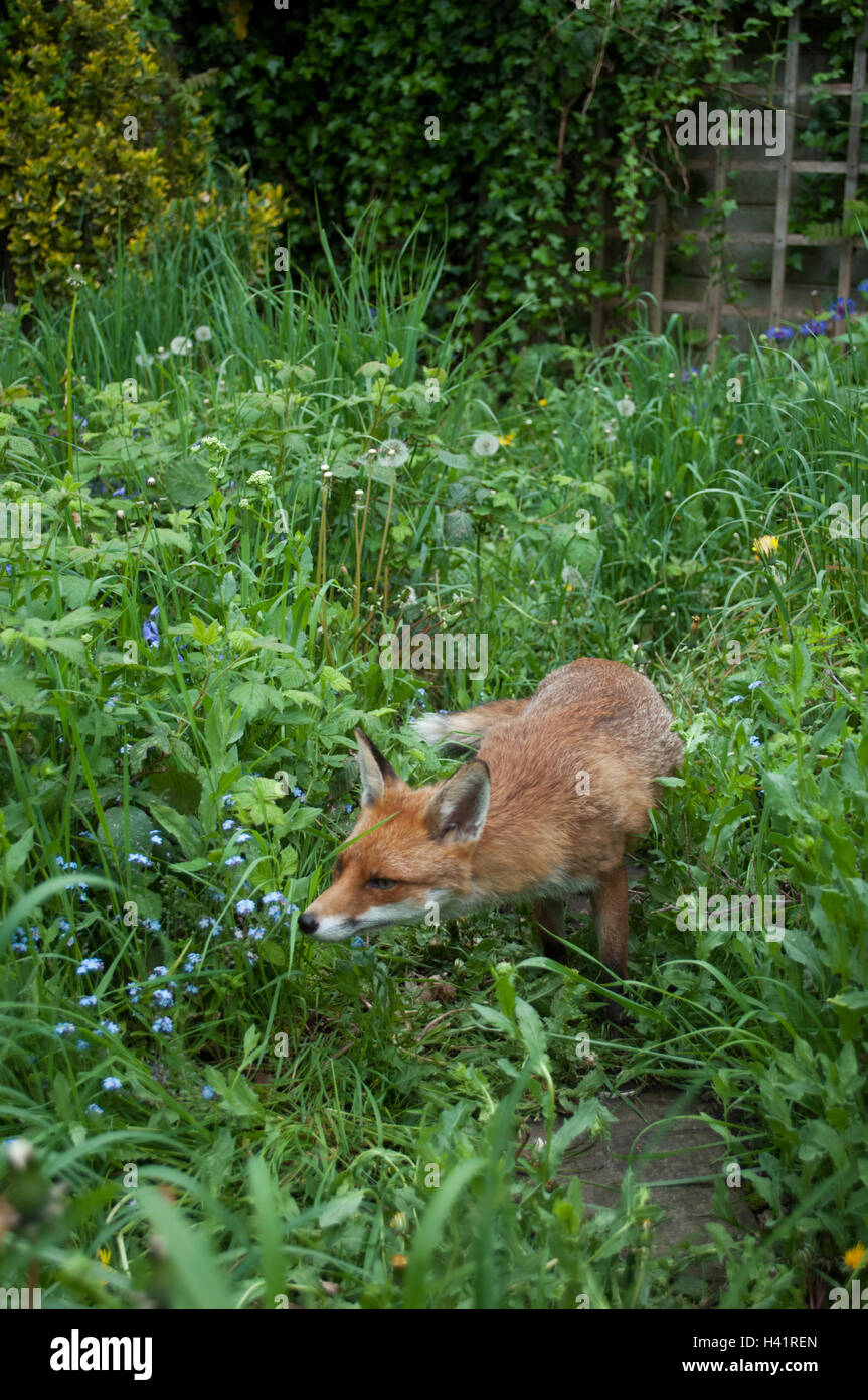 Red Fox, urbain(Vulpes vulpes) dans un jardin de Londres, Royaume-Uni Banque D'Images