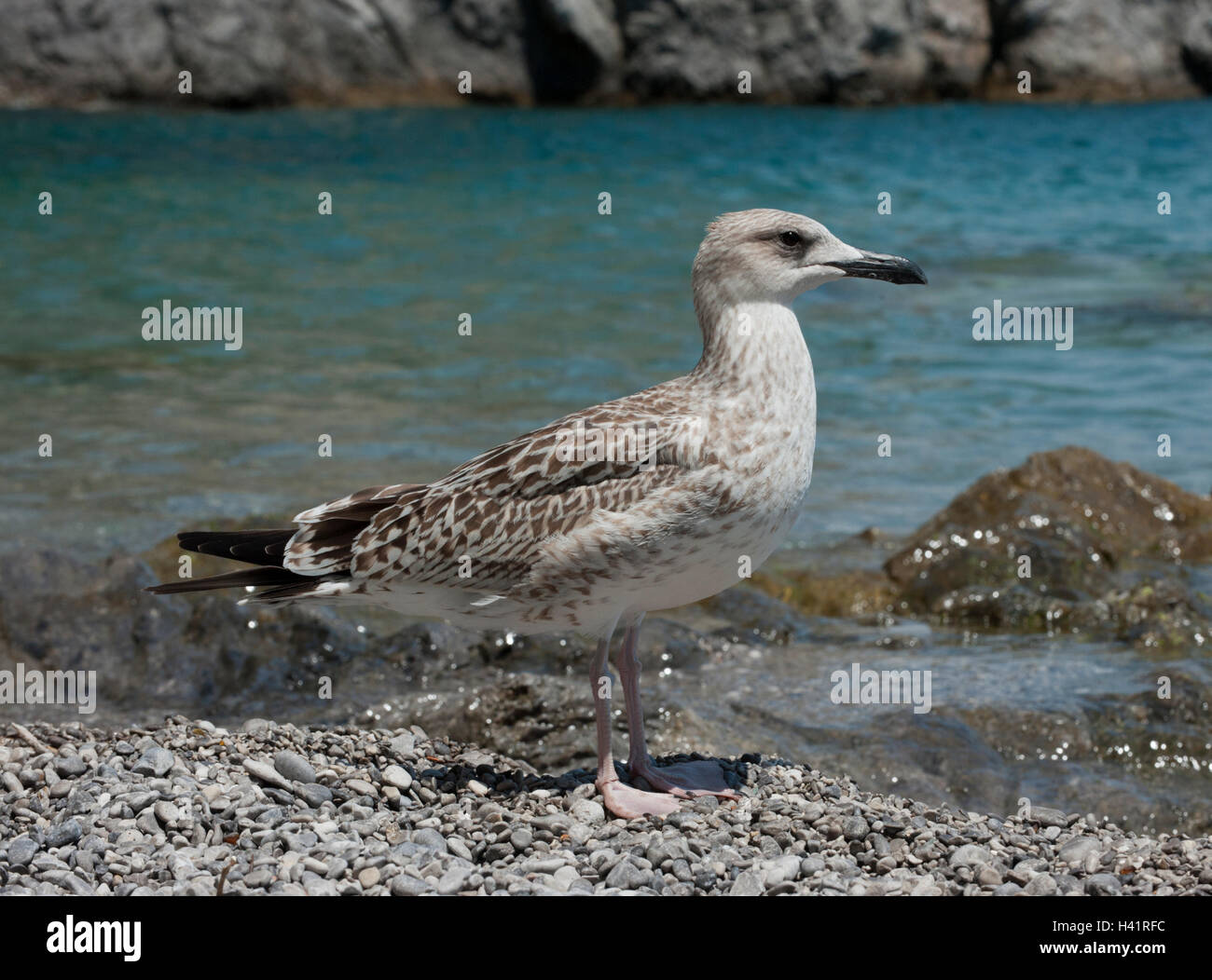 Yellow-legged Gull (Larus cachinnans, Atlantis), première année de puériculture, Salerno, Italie Banque D'Images