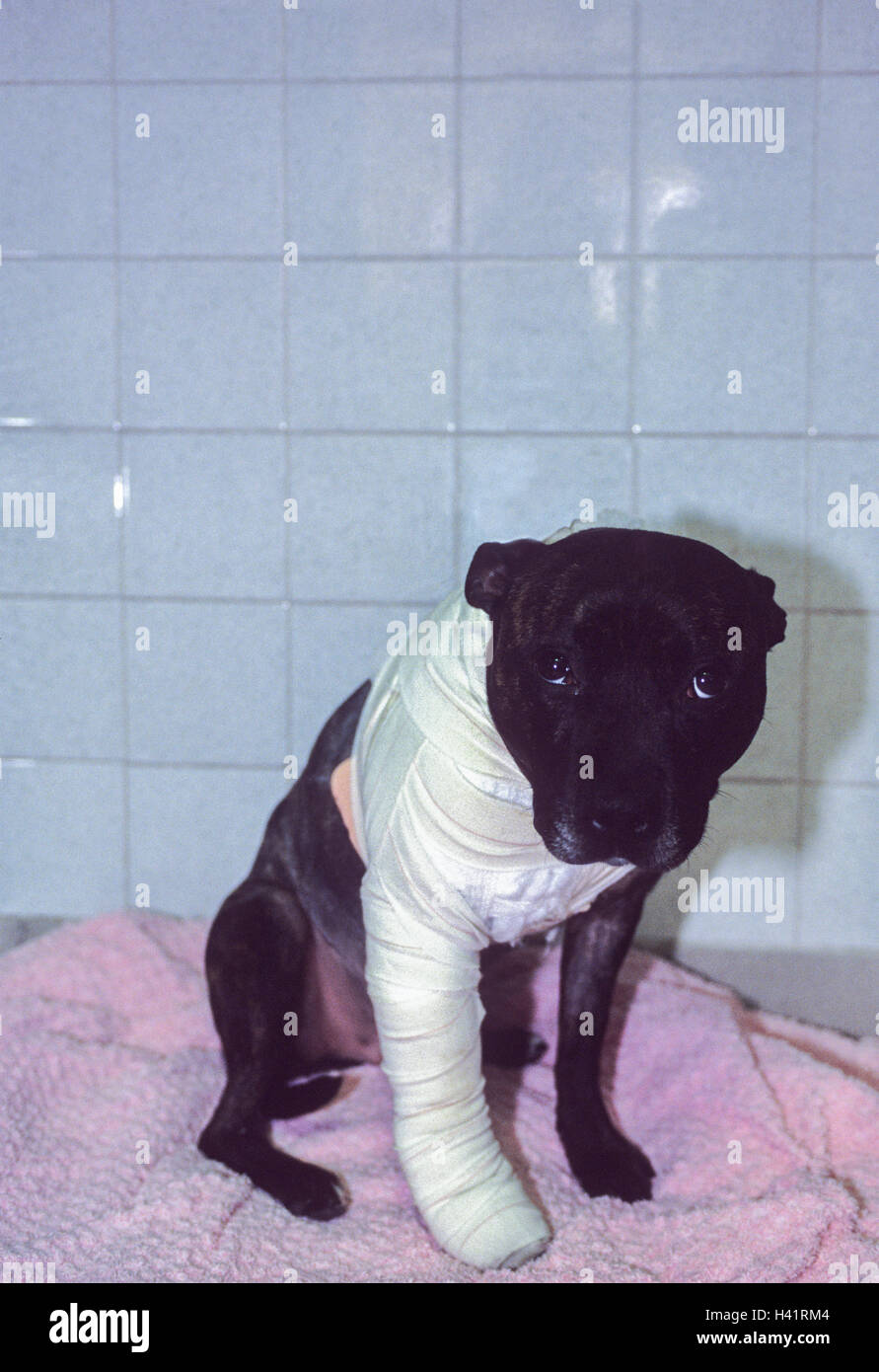 Chien blessé, Staffordshire Bull Terrier,(Canis familiaris),jambe bandée après la chirurgie après lutte avec un autre chien,London, UK. Banque D'Images
