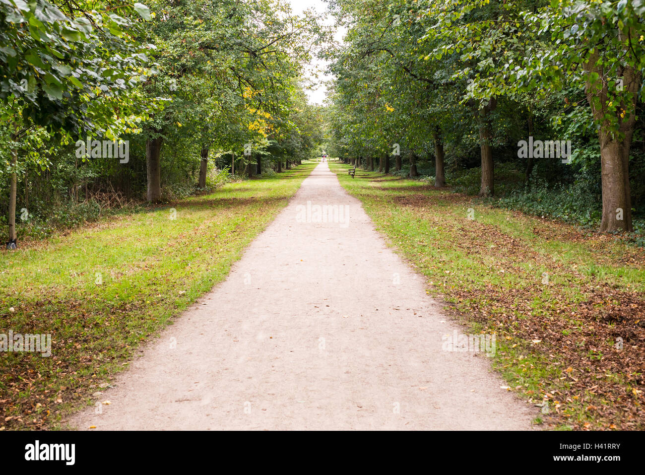 Longue ligne droite route de terre de sol blanc au milieu des forêts avec l'herbe verte sur le côté Banque D'Images