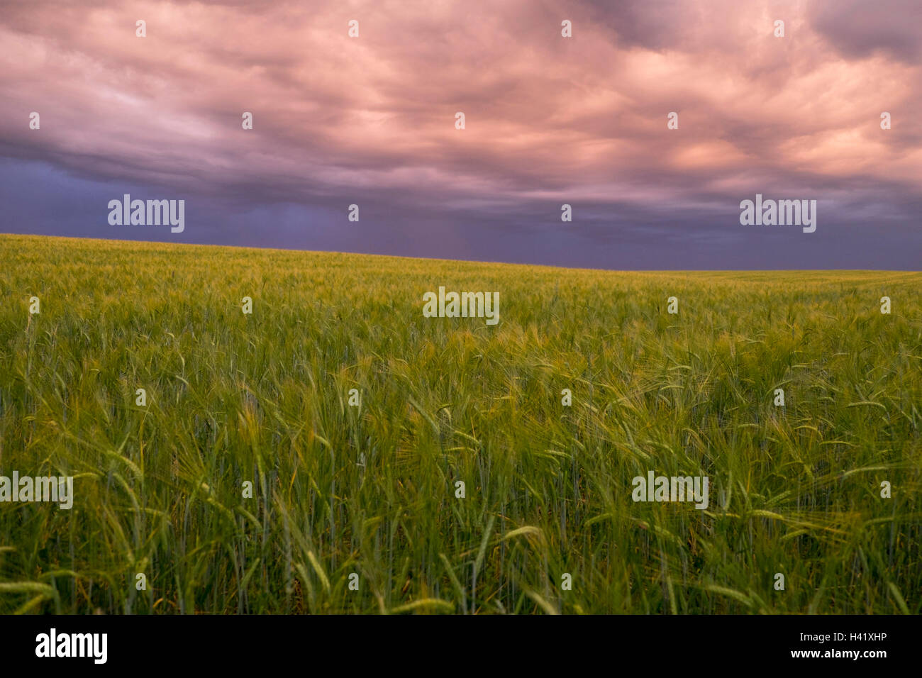 Storm clouds over field of tall grass Banque D'Images