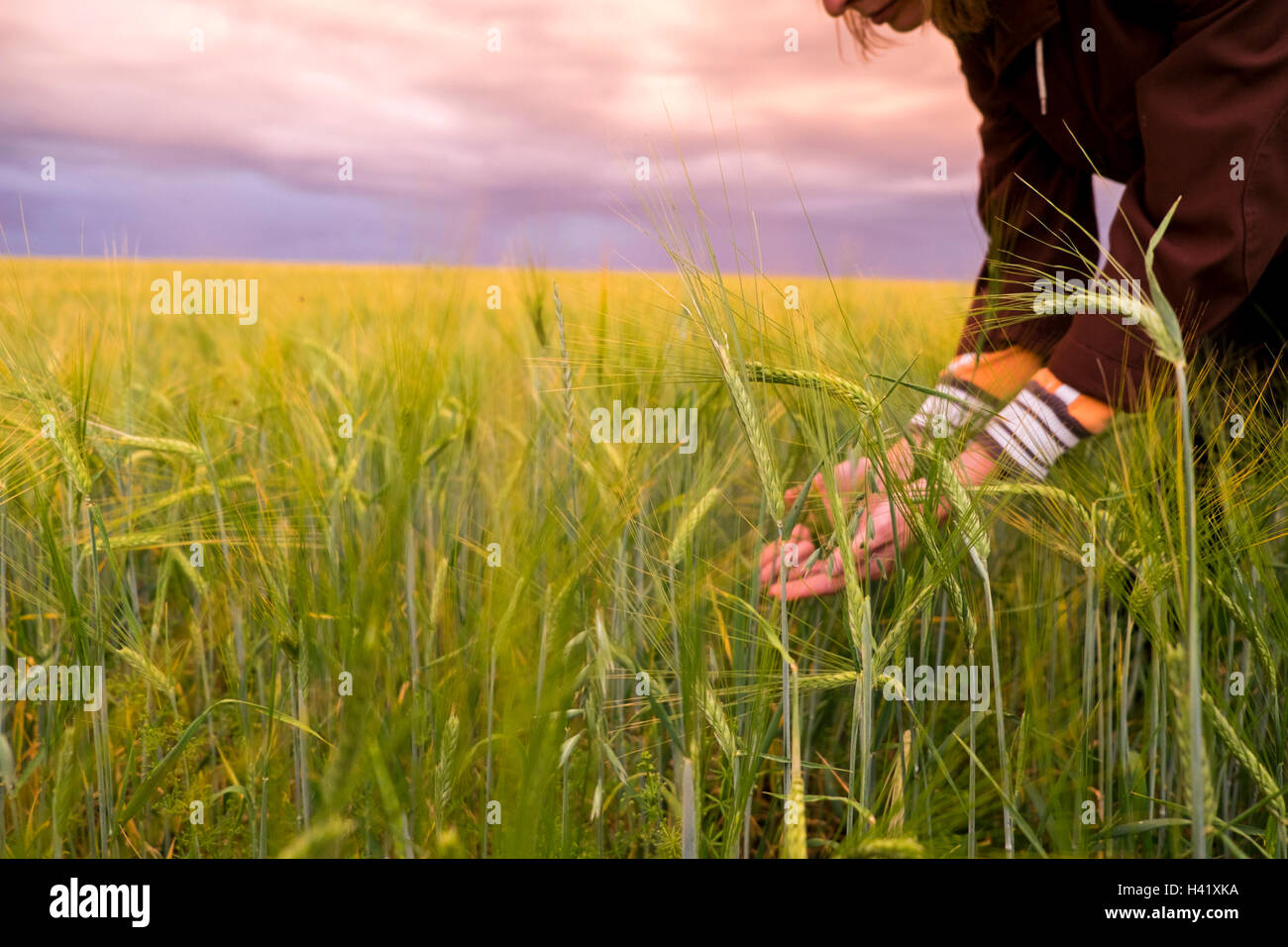 Caucasian woman holding grass in field Banque D'Images