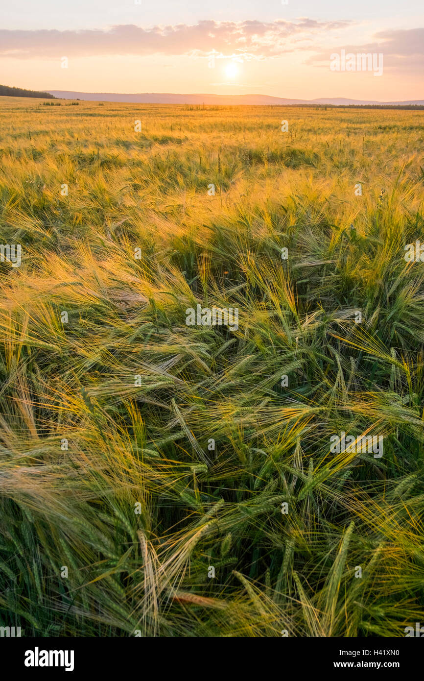 Domaine des hautes herbes au coucher du soleil Banque D'Images