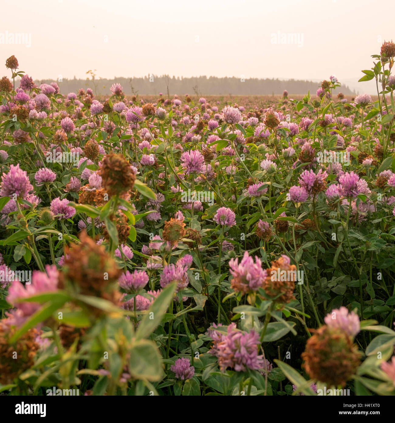 Close up of pink flowers in field Banque D'Images