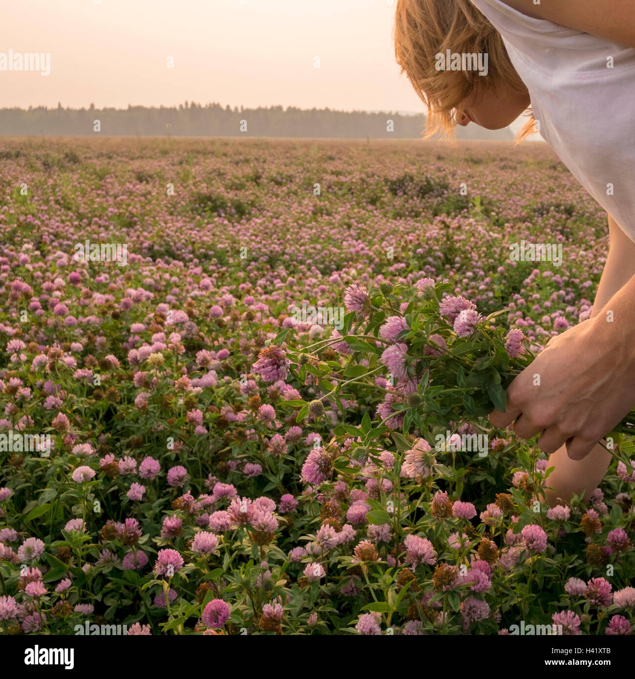 Caucasian Woman picking flowers in field Banque D'Images
