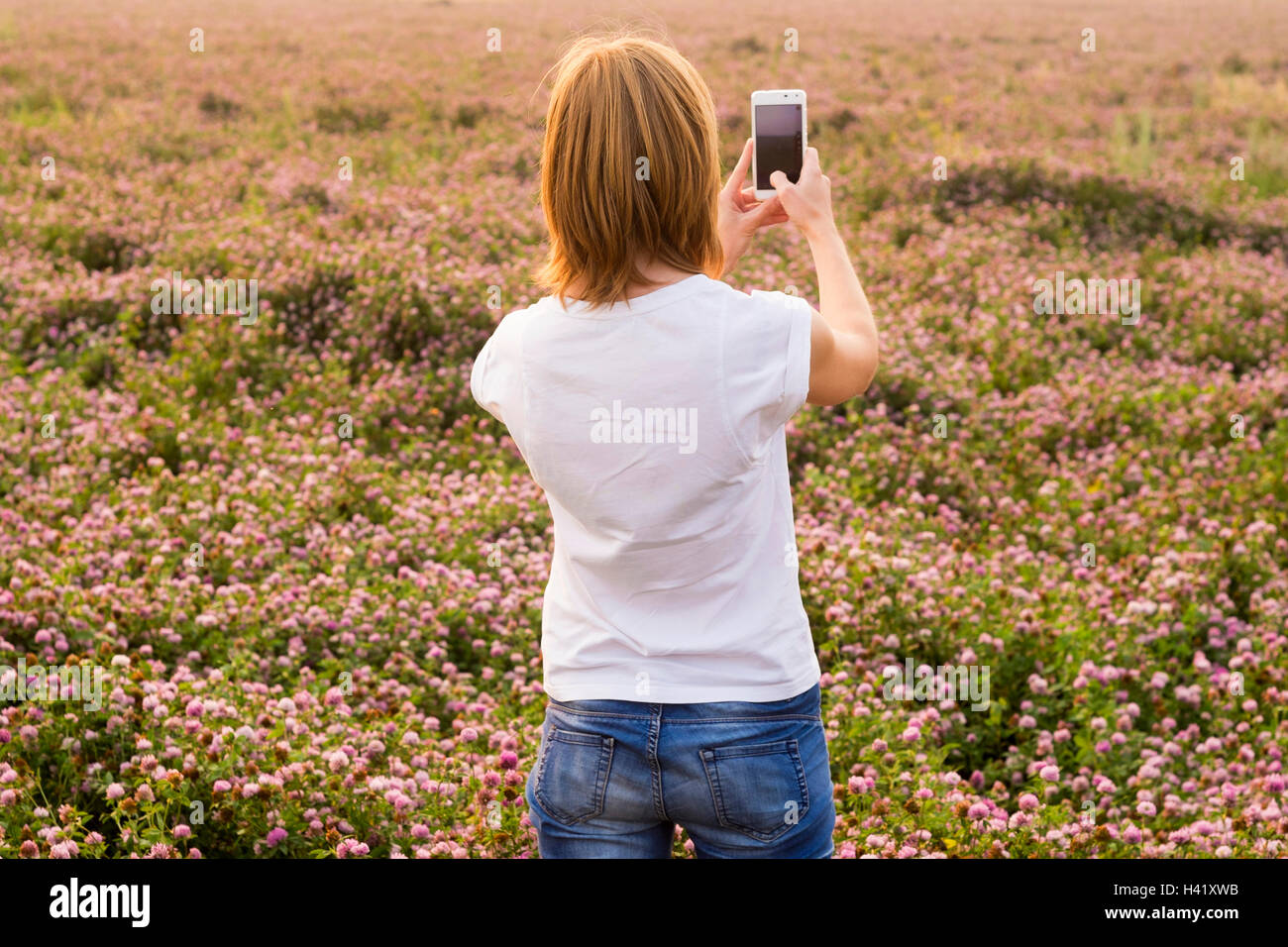 Caucasian woman photographing champ de fleurs avec cell phone Banque D'Images