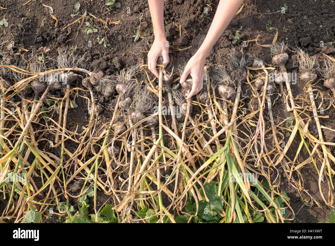 Mains de femme caucasienne organiser les bulbes dans le sol Banque D'Images