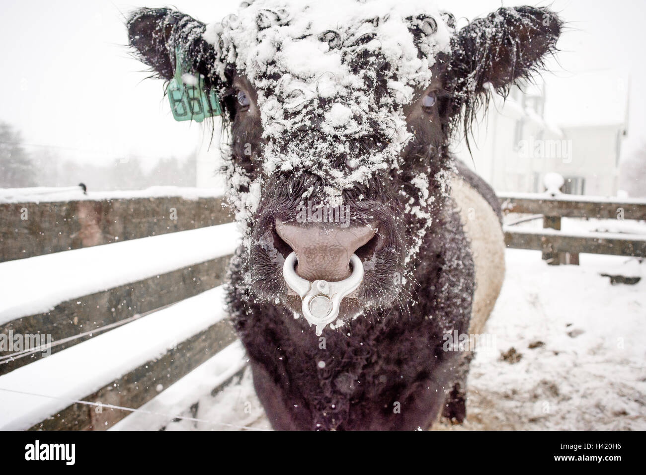 Taureau galloway Belted dans la neige, Maine, États-Unis Banque D'Images