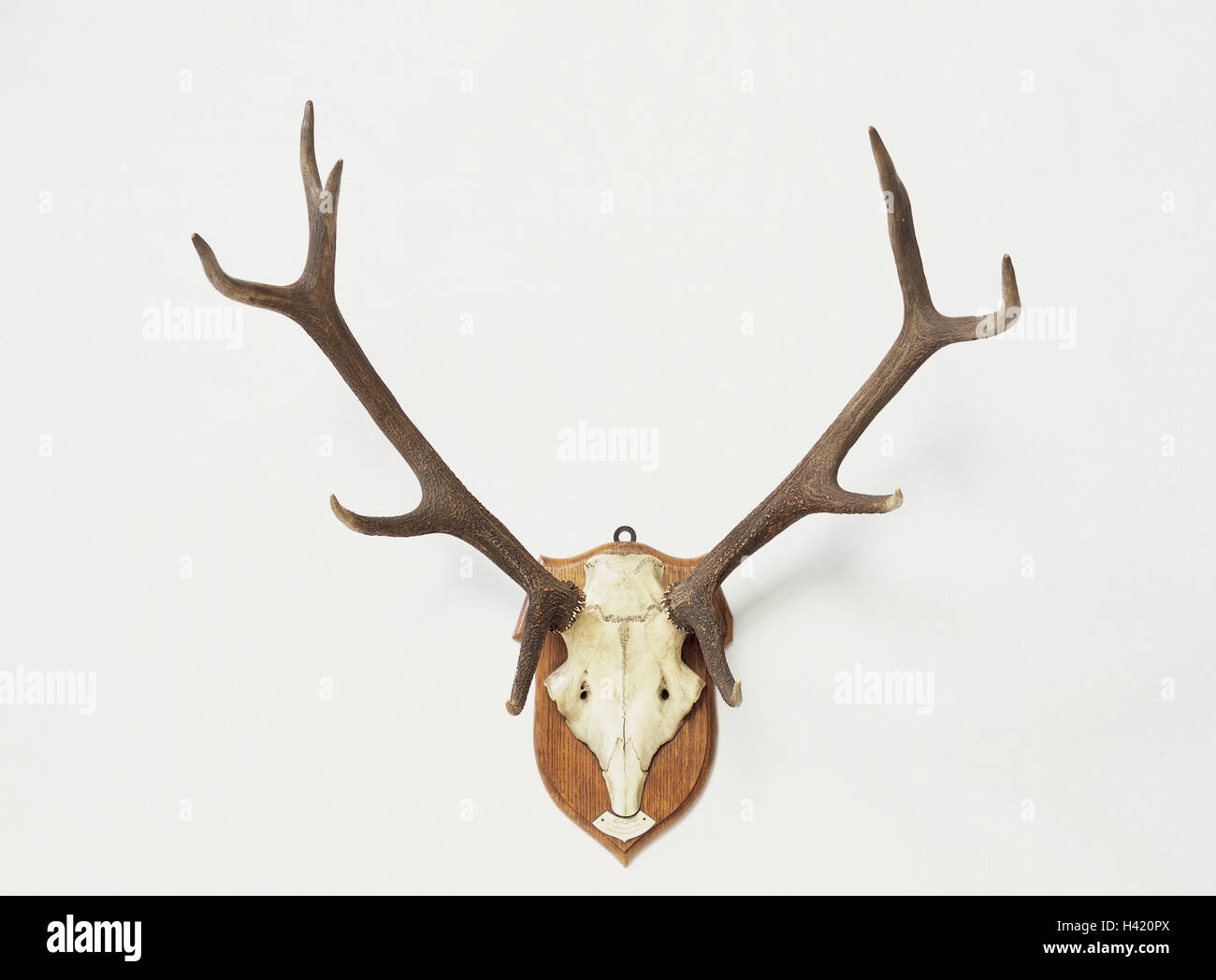 Trophée de chasse, bois de cerf, de recherche de pousses, animal, cerfs