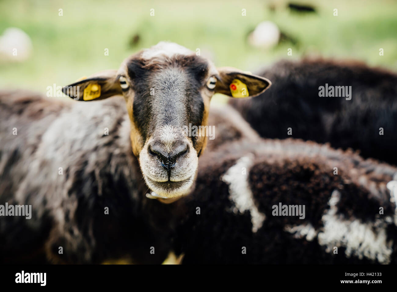 Portrait de mouton avec les tags dans les oreilles Banque D'Images