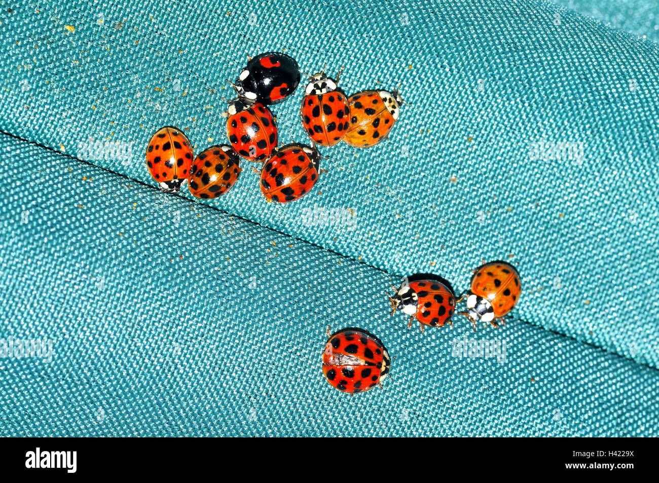 Des ladybirds d'Arlequin (Harmonia axyridis) hibernent sur un parasol. Banque D'Images