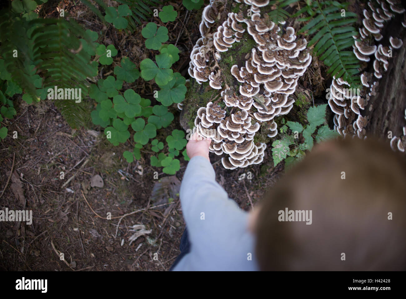 Petit enfant ou bébé dans l'accaparement de la nature pour un champignon sur sentier de randonnée dans la région du Nord-Ouest du Pacifique, entouré de verdure et de fougères Banque D'Images