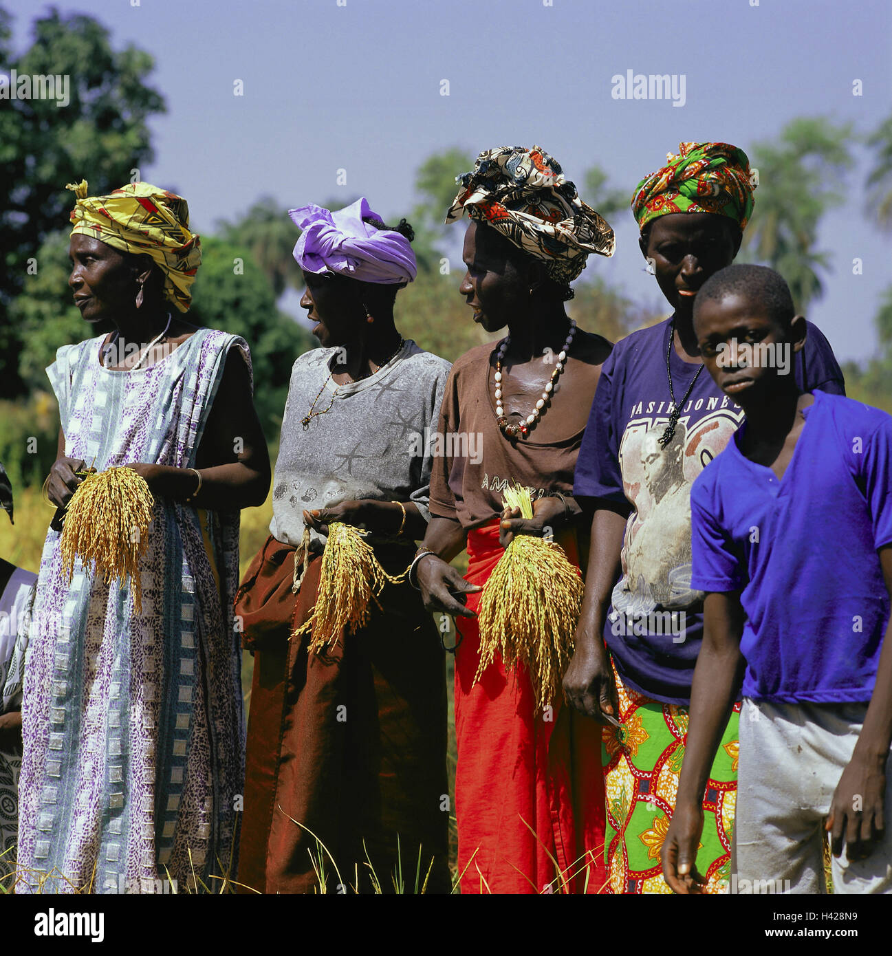 Sénégal, Casamance, champ, frapper les femmes, jeune, Reisernte, l'Afrique, l'Ouest, l'Afrique, la région de Casamance, l'économie, de l'agriculture, de déplacement de plus en plus, zone de déplacement, ouvriers agricoles, groupe, personne, sénégalais, la peau sombre, le travail, le travail dans les champs, les femmes Diola, les travailleurs, la tribu Diola, manuellement, la récolte, Kopfbedecklung, traditionnellement, laborieusement, Banque D'Images