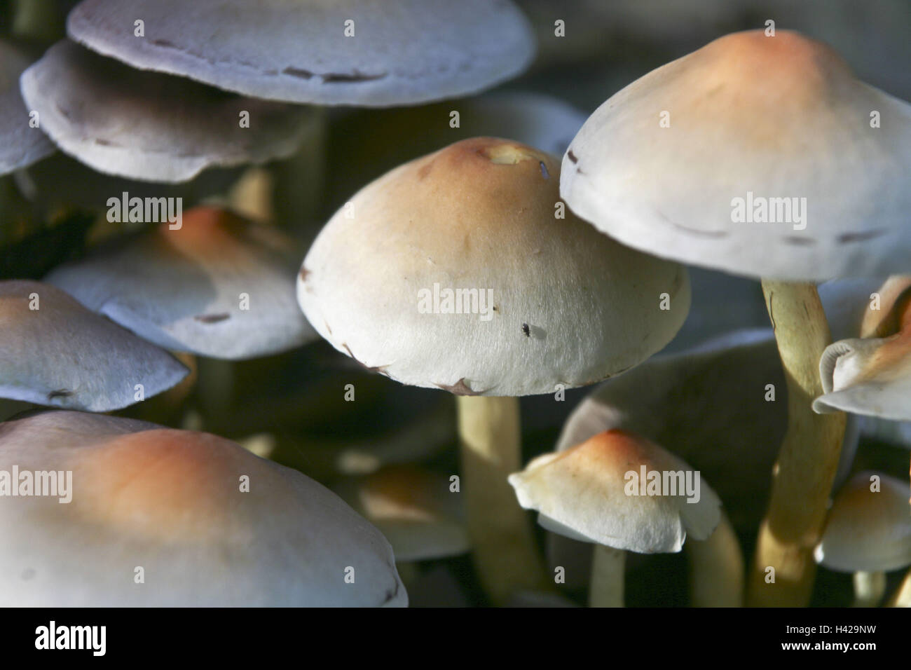 Les champignons, l'agrégation, blanc-orange, Close up, Banque D'Images