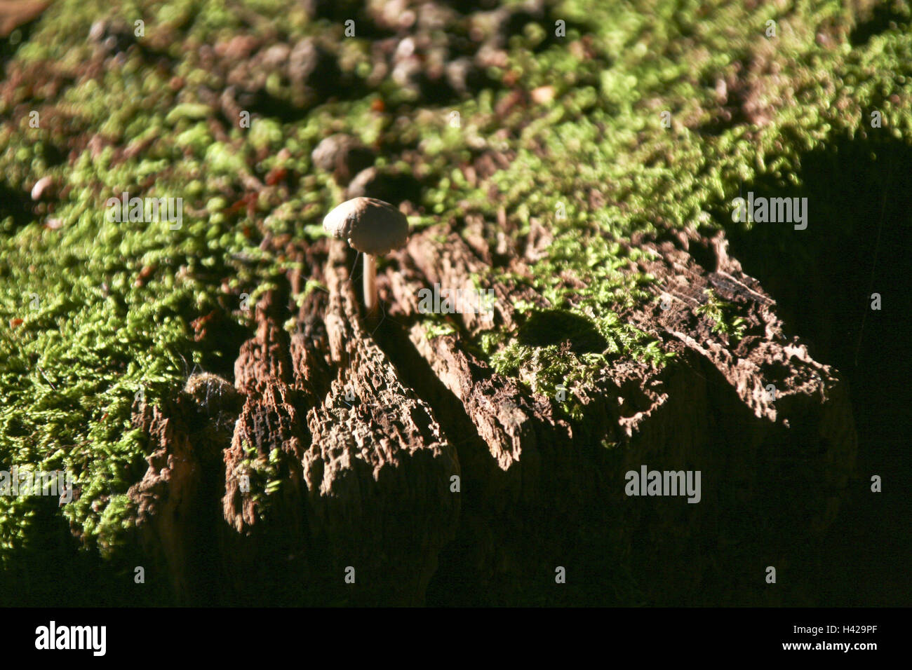 Sol en bois, champignon, mousse, moyen, close-up Banque D'Images