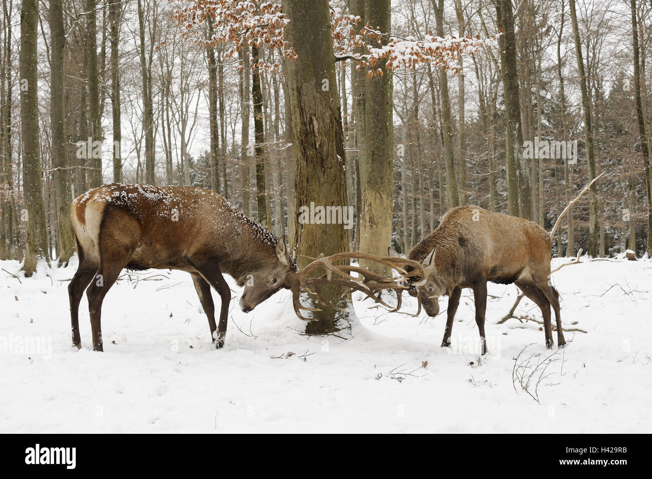 Red Deer (Cervus elaphus, lutte, vue de côté, l'hiver, bois, red deer, Deer, deux, red deer, bois, bois de cerf, les animaux, les mammifères, les animaux sauvages, Manly, animal lutte, lutte rut, le comportement animal, la lutte contre le comportement, comportement, neige, neige, nature, Banque D'Images