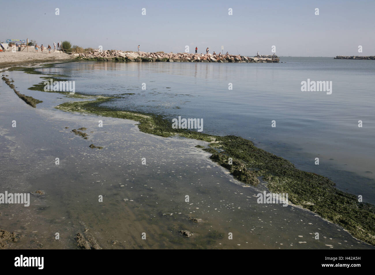 L'Italie, l'Emilie Romagne, Ferrara, Lido Tu, Pomposa, mer, la plage, les algues, l'Europe, les marées, les algues à marée basse, la nature, l'environnement, l'eau, la pollution de l'environnement, les polluants, le dioxyde de carbone, le smog, le réchauffement climatique, l'oxygène, d'algues nuisibles, parasites, inesthétique, le tourisme, l'extérieur, le réchauffement climatique, changement climatique, personne, Banque D'Images