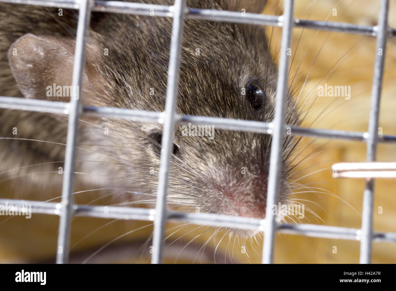 Mousetrap, grid, forêt, moyenne souris close-up, cas, bars, souris, gris, animal, enfermés, pris, scellée, désespérément, désespérément, Banque D'Images
