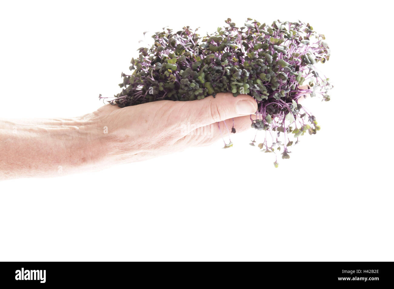 Echelons de chou rouge, de la main, découper, Banque D'Images