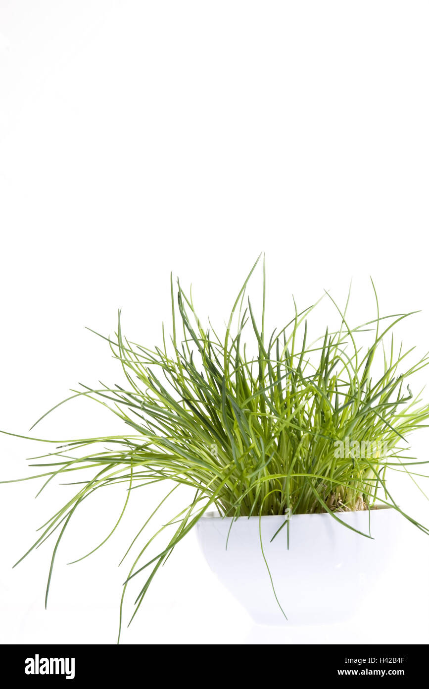 La ciboulette, cut out, Banque D'Images