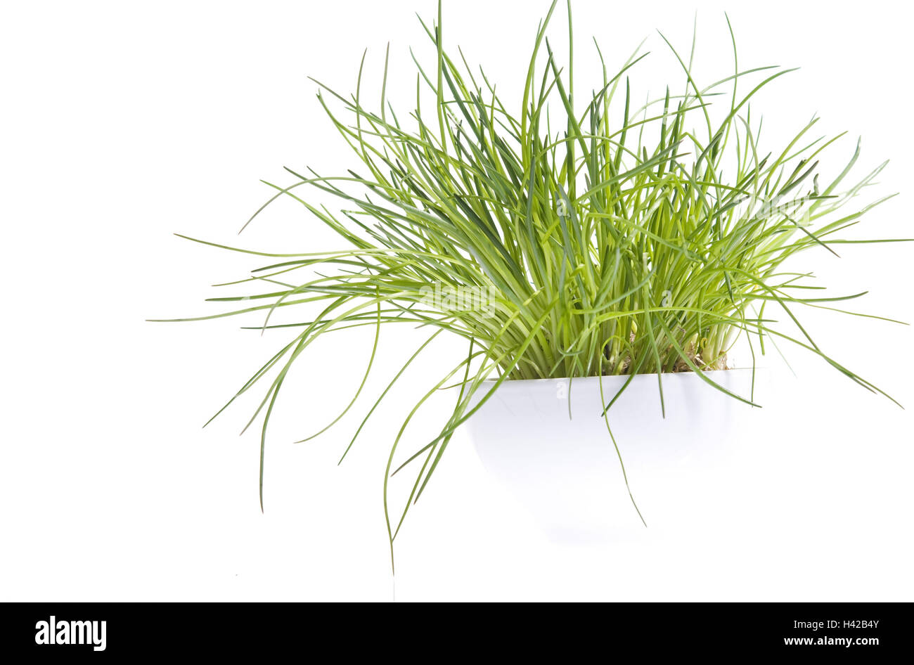 La ciboulette, cut out, Banque D'Images