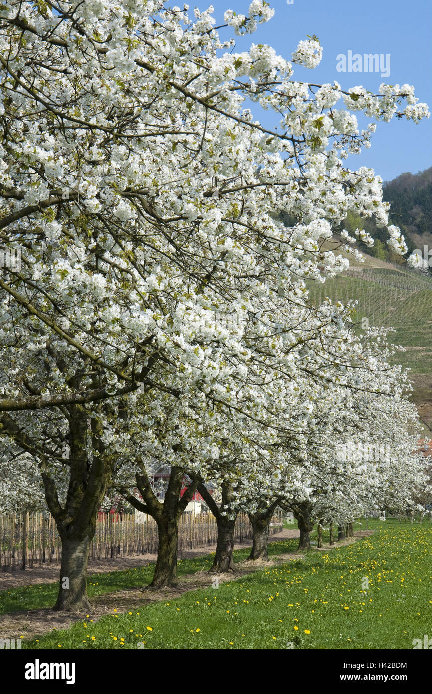 Allemagne Bade Wurtemberg Oberkirch Fleur De Cerisier L Ortenau Renchtal Arbres Fleurs Cerisiers Fleurs Blanc Serie D Arbres L Epanouissement D Un Arbre Prairie Verger Prairie Saison Printemps Photo Stock Alamy Allemagne Bade Wurtemberg Oberkirch Fleur De Cerisier L Ortenau Renchtal Arbres Fleurs Cerisiers Fleurs Blanc Serie D Arbres L Epanouissement D Un Arbre Prairie Verger Prairie Saison Printemps Photo Stock Alamy
