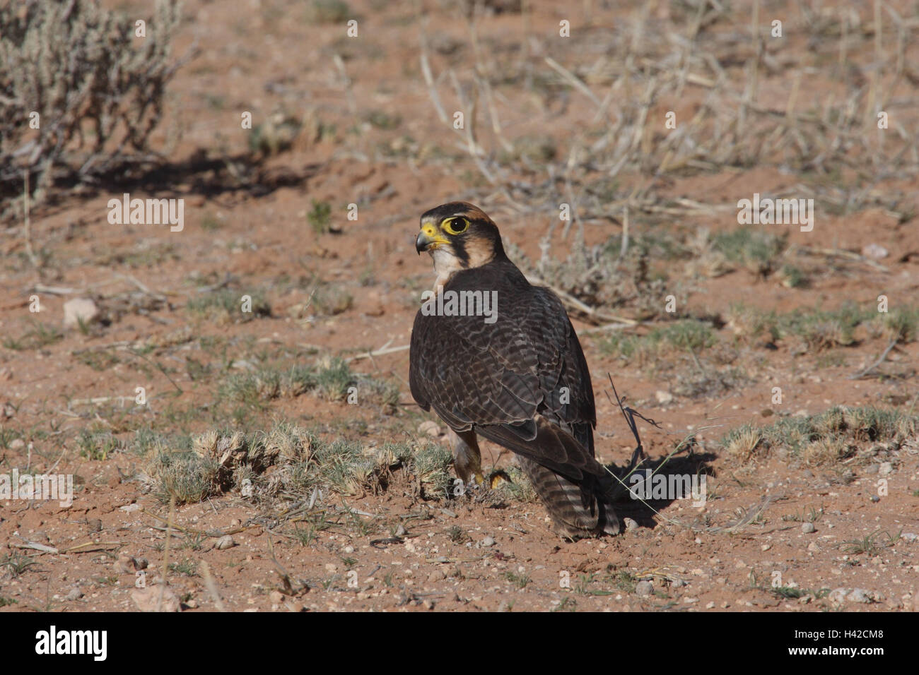 Lannerfalke se trouve dans le plancher, Faucon lanier, Banque D'Images