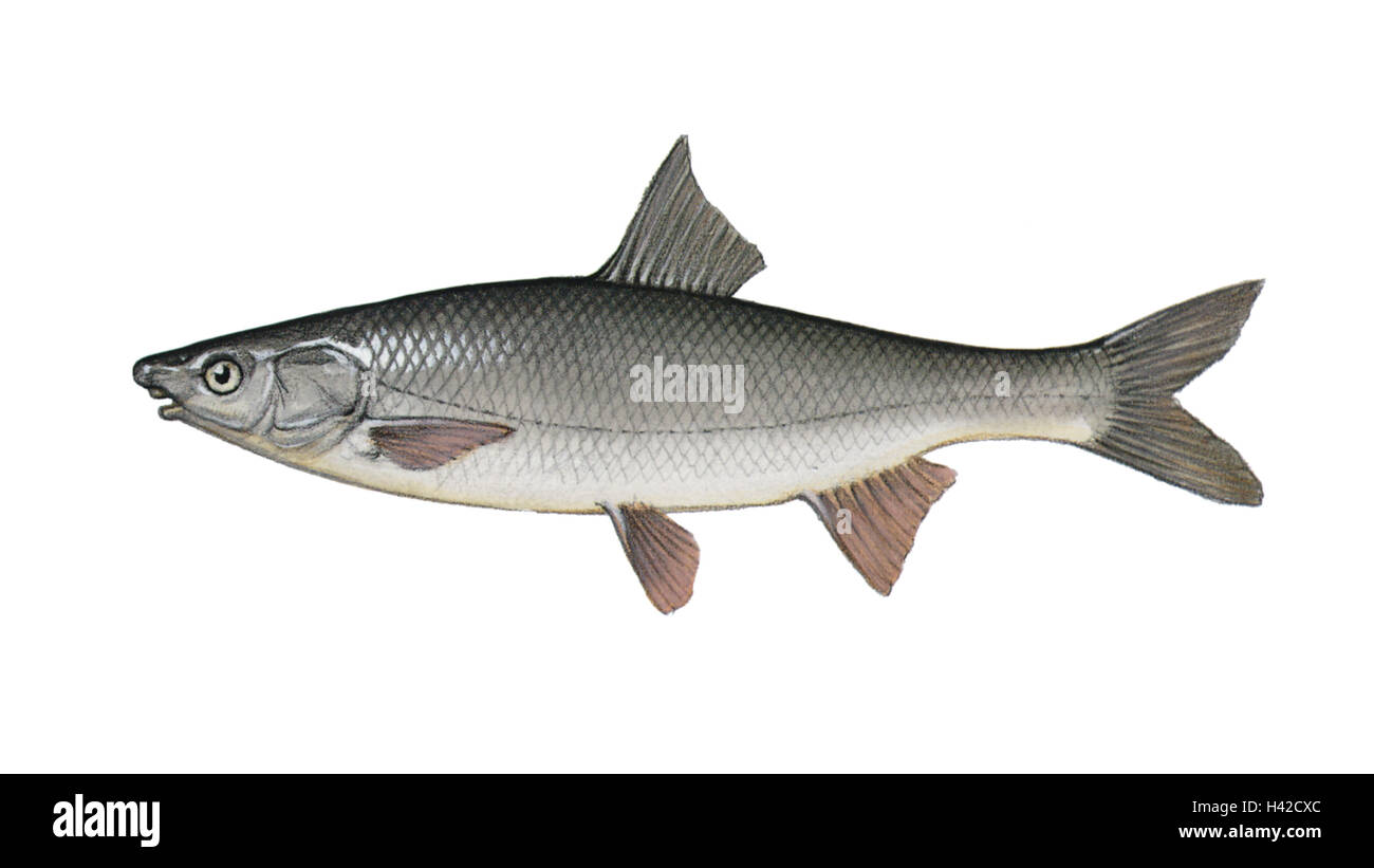 Illustration, nez, Chondrostoma nasus, PAS LIBREMENT POUR L'INDUSTRIE DE LIVRE, série, animal, les vertébrés, les poissons, avec l'os de poisson, poisson, Näsling à Carp, bec, blue-nez, le poisson de l'année 1994, tout à fait compétents, free-plaques, tranquillement, la vie, la carpe à bec Banque D'Images
