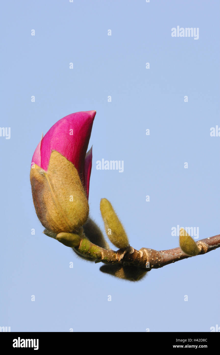 Magenta magnolia, Magnolia denudata, Bud, détail, Banque D'Images