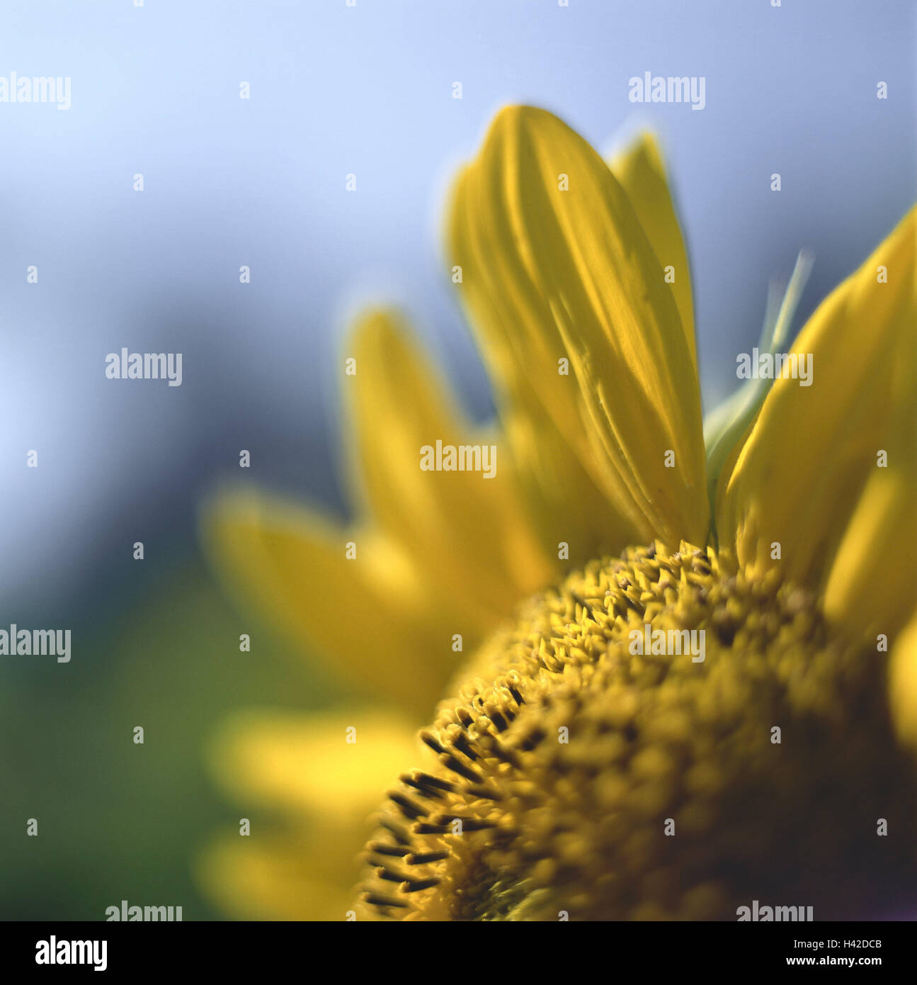 Sunflower, Close up, fleur des sondages, composites, Helianthus annuus, la flore, la végétation, l'été, plante, fleur, pétales, les navires de la poussière, Banque D'Images