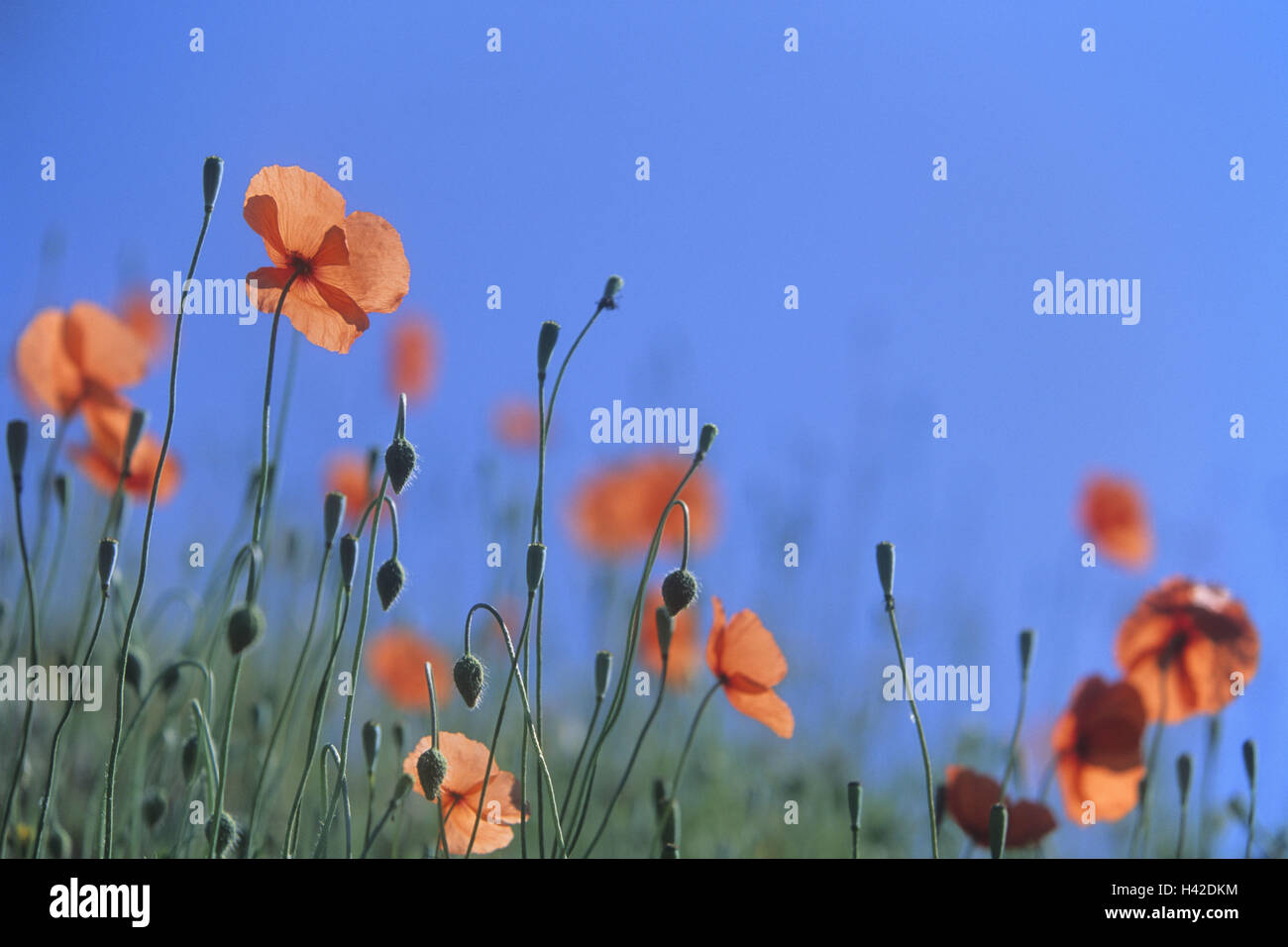 Clap les graines de pavot, Papaver rhoeas, été, Banque D'Images