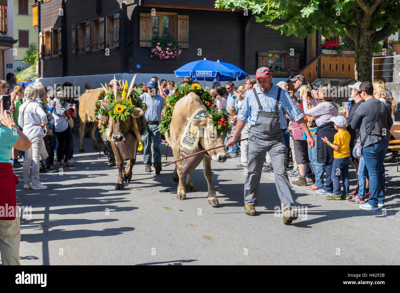 Un Alpabzug, la transhumance alpine traditionnelle de bétail à l'automne, en passant par le village suisse d'Isenthal, Uri, Suisse. Banque D'Images