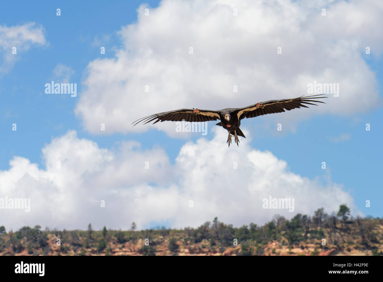 Condor de Californie (Gymnogyps californianus), Zion National Park, situé dans le sud-ouest des États-Unis, près de Springdale, en Utah Banque D'Images