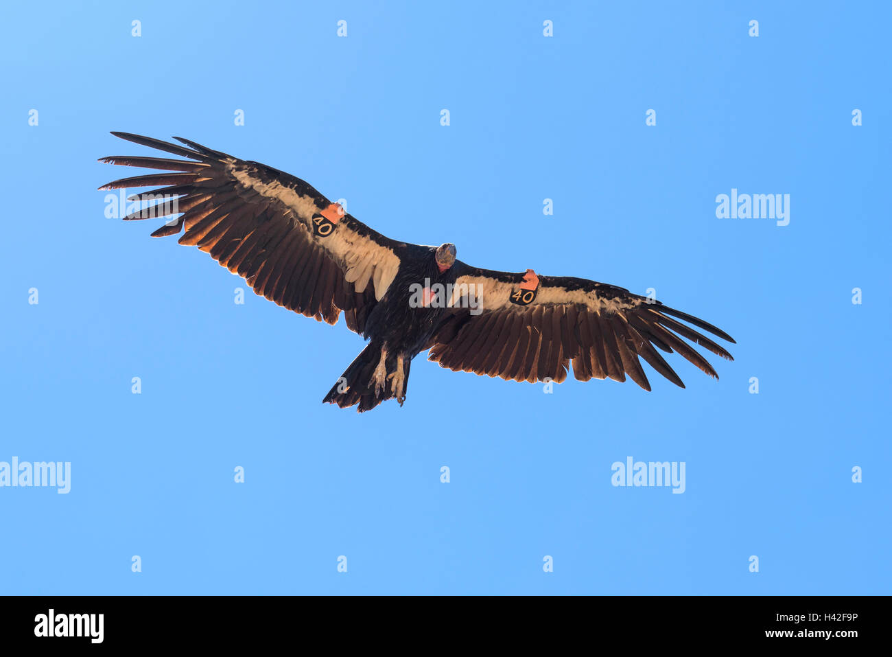 Condor de Californie (Gymnogyps californianus), Zion National Park, situé dans le sud-ouest des États-Unis, près de Springdale, en Utah Banque D'Images